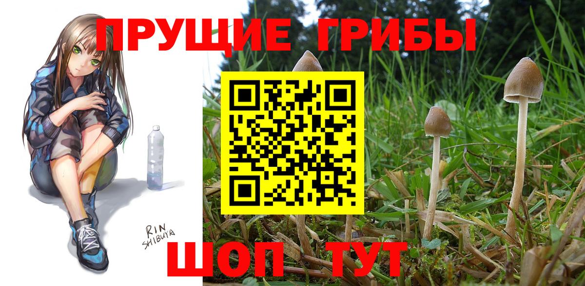Галлюциногенные грибы Psilocybine cubensis Лянтор